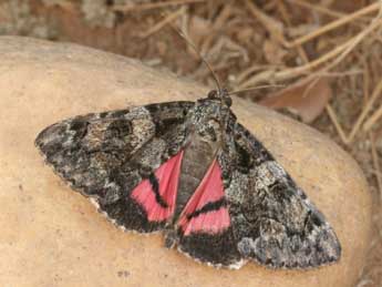 Catocala coniuncta Esp. adulte - �Daniel Morel