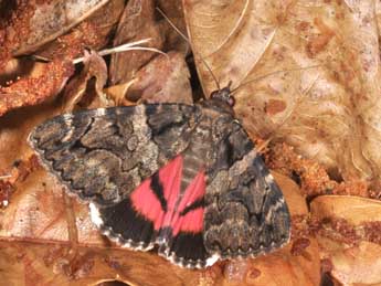 Catocala coniuncta Esp. adulte - �Philippe Mothiron