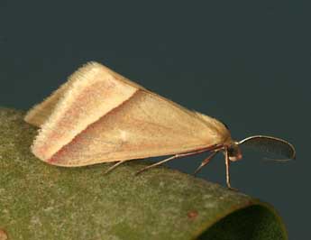 Casilda consecraria Stgr adulte - �Daniel Morel