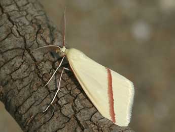 Casilda consecraria Stgr adulte - �Daniel Morel