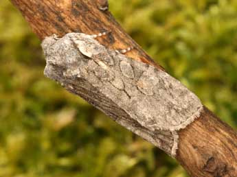 Lithophane consocia Bkh. adulte - �Daniel Morel