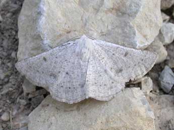 Dyscia conspersaria D. & S. adulte - �Claude Tautel