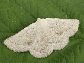 Dyscia conspersaria D. & S. adulte - �Daniel Morel