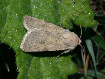 Dichagyris constanti Mill. adulte - �Philippe Mothiron