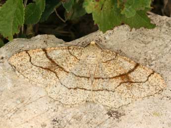 Adactylotis contaminaria Hb. adulte - �Daniel Morel