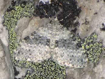 Entephria contestata Vorbrodt adulte - �Jean-Pierre Lamoline