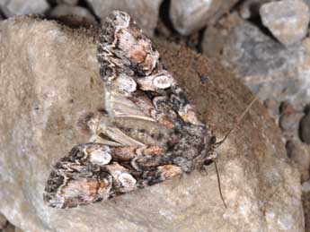 Lacanobia contigua D. & S. adulte - �Philippe Mothiron