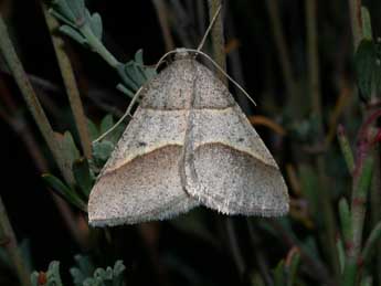 Perigune convergata Vill. adulte - �Philippe Mothiron