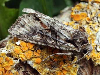 Dichonia convergens D. & S. adulte - �Daniel Morel