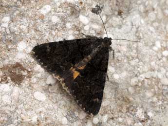 Catocala conversa Esp. adulte - �Daniel Morel