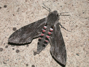 Agrius convolvuli L. adulte - �Philippe Mothiron