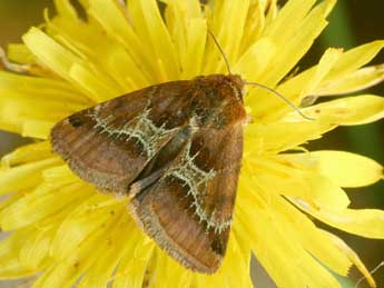 Periphanes cora Ev. adulte - �Daniel Morel