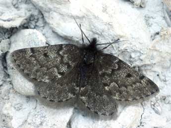 Psodos coracina Esp. adulte - �Daniel Morel