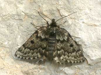 Psodos coracina Esp. adulte - �Daniel Morel