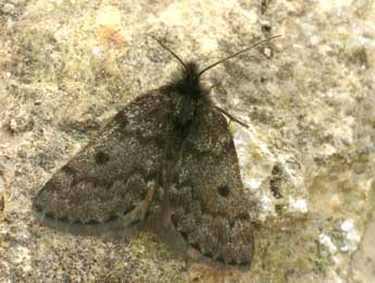 Psodos coracina Esp. adulte - �Daniel Morel