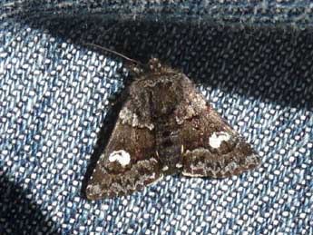 Coranarta cordigera Thnbg adulte - �Claude Voinot