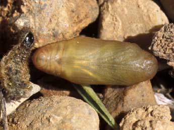  Chrysalide de Lysandra coridon Poda - �Tristan Lafranchis