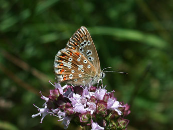 Lysandra coridon Poda adulte - �Philippe Mothiron
