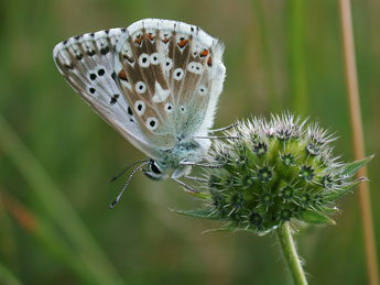 Lysandra coridon Poda adulte - �Philippe Mothiron