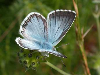 Lysandra coridon Poda adulte - �Philippe Mothiron