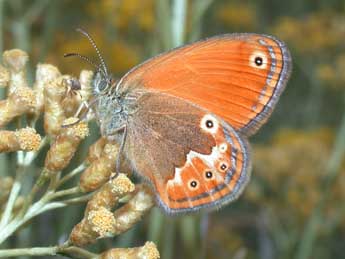 Coenonympha corinna Hb. adulte - �Philippe Mothiron