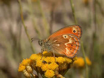 Coenonympha corinna Hb. adulte - �Philippe Mothiron