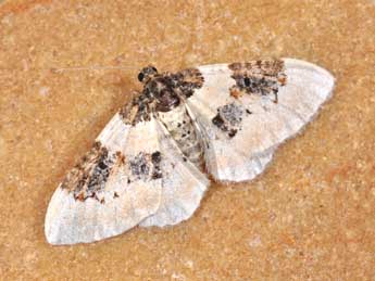 Protorhoe corollaria H.-S. adulte - �Philippe Mothiron