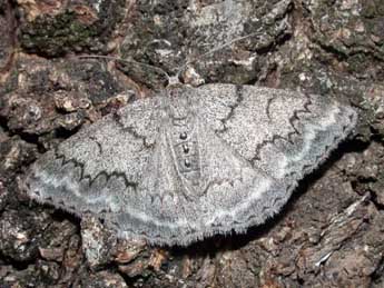 Pseudoterpna coronillaria Hb. adulte - �Philippe Mothiron