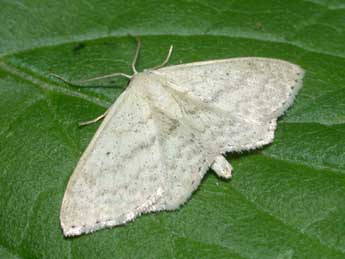 Scopula corrivalaria Kretsch. adulte - �Philippe Mothiron