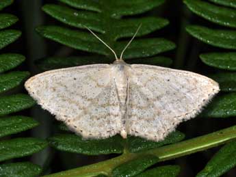 Scopula corrivalaria Kretsch. adulte - �Philippe Mothiron