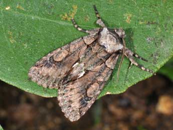 Allophyes corsica Spl. adulte - �Philippe Mothiron