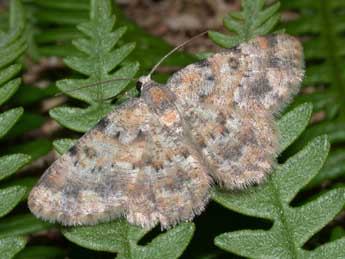 Charissa corsica Obth. adulte - �Philippe Mothiron