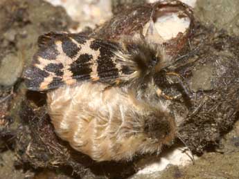 Ocnogyna corsica Rbr adulte - �Lionel Taurand