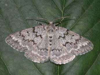 Pseudoterpna corsicaria Rbr adulte - �Philippe Mothiron