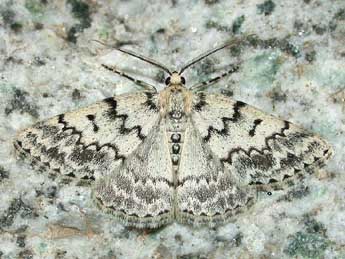 Pseudoterpna corsicaria Rbr adulte - �Herv� Guyot