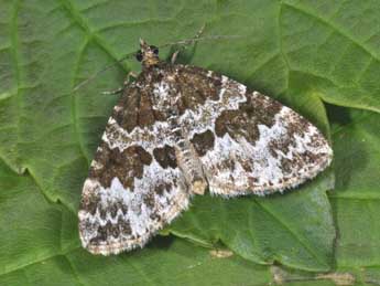 Electrophaes corylata Thnbg adulte - �Philippe Mothiron