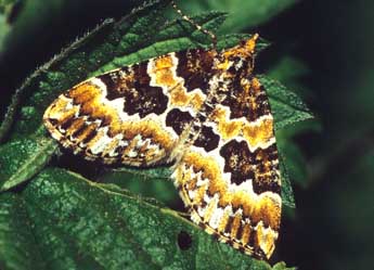 Electrophaes corylata Thnbg adulte - �Fran�ois Spill