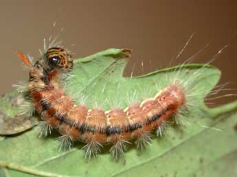  Chenille de Colocasia coryli L. - �Herv� Guyot