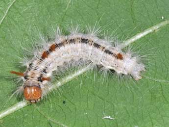  Chenille de Colocasia coryli L. - �Philippe Mothiron