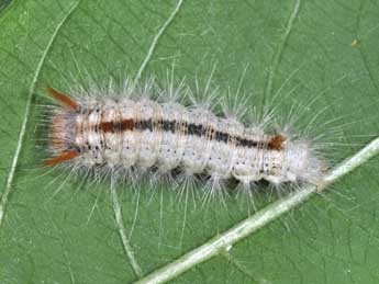  Chenille de Colocasia coryli L. - �Philippe Mothiron