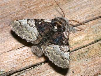 Colocasia coryli L. adulte - �Philippe Mothiron