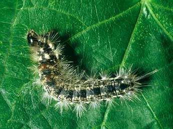  Chenille de Colocasia coryli L. - �Philippe Mothiron