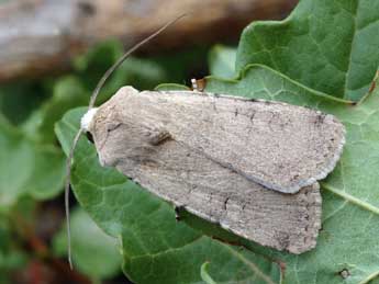 Euxoa cos Hb. adulte - �Daniel Morel