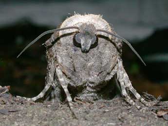 Cossus cossus L. adulte - �Philippe Mothiron