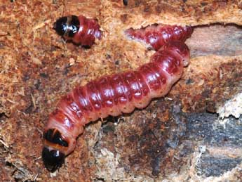  Chenille de Cossus cossus L. - �St�phane Grenier