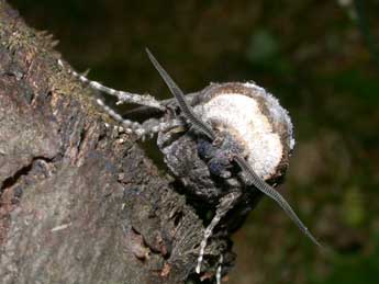 Cossus cossus L. adulte - �Philippe Mothiron