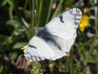 Euchloe crameri Butler adulte - �Philippe Mothiron