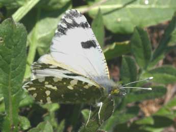 Euchloe crameri Butler adulte - �Daniel Morel