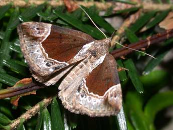 Hypena crassalis F. adulte - �Philippe Mothiron