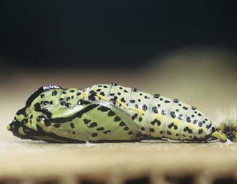  Chrysalide de Aporia crataegi L. - �Philippe Mothiron